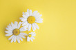 canvas print picture - Gänseblümchen, Margeriten - Blüten auf buntem Karton, Vorlage für Design, Hintergrund
