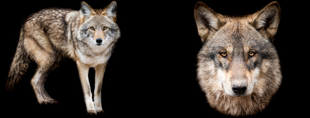 Wall Mural - template of coyote and wolf with a black background