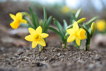 Mini Daffodil Flowers In Spring