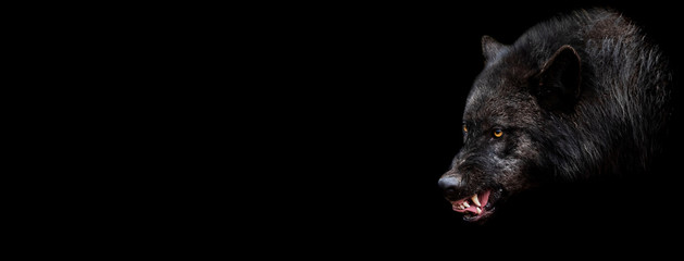 template of black wolf with a black background