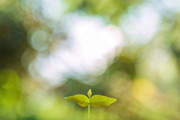 Wall Mural - A topof green leaves growing up with green nature blurred background.