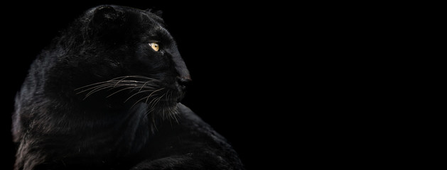 Leinwandbilder - Template of Black panther with a black background