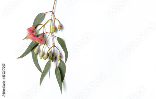 Australian native eucalyptus leaves and flowering gum nuts on a white background photographed from above.