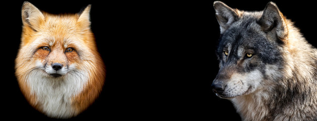 Canvas Print - template of red fox and wolf with a black background