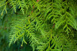 Thuja plicata, commonly called western red cedar or Pacific red cedar, is a species of Thuja, an evergreen coniferous tree in the cypress family Cupressaceae native to western North America.