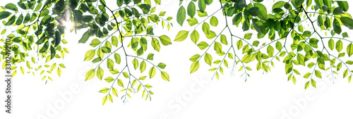Twigs with beautiful green leaves isolated on a white background. Tableau sur Toile