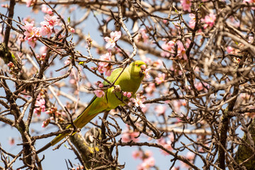 A green parakeet sits in a blossoming plum tree