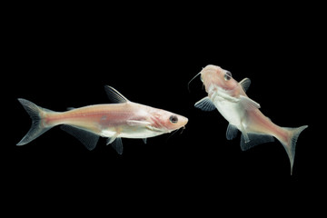 Wall Mural - Albino Catfish (Pangasius hypophthalmus)  on black 