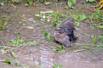 Wall Mural - A juvenile common blackbird bathing in a puddle