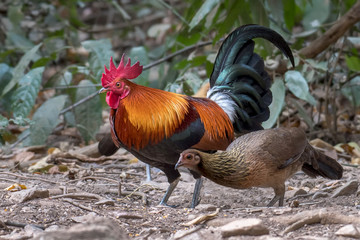 red junglefowl male and female in nature.