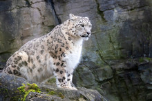 Adult Male Snow Leopard On Rocky Ledge