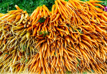 Orange and yellow carrots for sale at an agricultural market in New York. Bright background