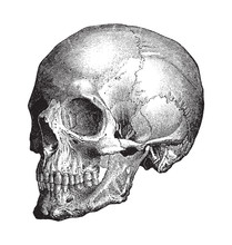 Human Skull / Vintage Illustration From Brockhaus Konversations-Lexikon 1908