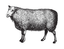 Sheep (Ovis Aries) / Vintage Illustration From Brockhaus Konversations-Lexikon 1908
