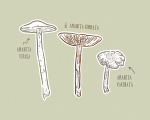 Sticker - Fungus set, hand draw sketch vector.