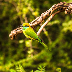 Wall Mural - View at the bird Bee-eater in Yala National Park - Sri Lanka