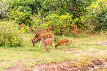 Wall Mural - View at the Deers in Yala National Park - Sri Lanka