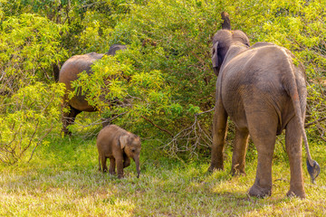 Wall Mural - View at the Asian Elephants in Yala National Park - Sri Lanka