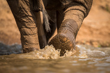 A Close Up Of The Back Of An Elephant Walking And Splashing Through Water At A Waterhole In The Madikwe Game Reserve, South Africa.