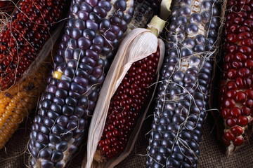 Canvas Print - Colorful corn background