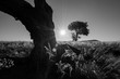 A black and white photograph of the sun setting between two trees in the Sossusvlei, Namibia