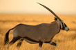 A photograph of a walking oryx taken at sunrise in the Etosha National Park in namibia