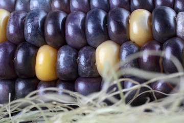 Canvas Print - Colorful corn background