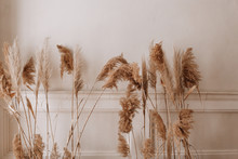 Dry Pampas Grass Decor Along The Beige Wall Parquet Floor In The Room Place Text Copy Space