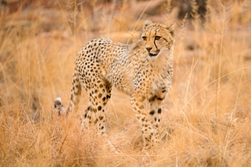 Wall Mural - A close up photograph of a young, walking cheetah, taken in the Welgevonden Game Reserve in South Africa.