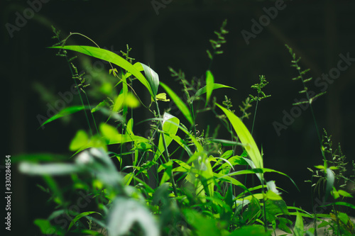 Fotografía Green wild grass plant under sunlight with dark background