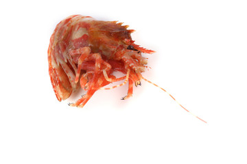 Wall Mural - Shrimp isolated on white (northern Bering shrimp)