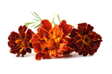 Sticker - Marigolds isolated on white