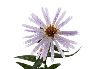 Canvas Print - Wild aster isolated on white