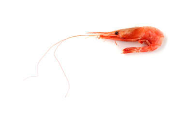 Poster - Shrimp isolated on white