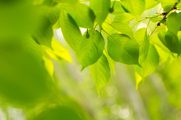 Wall Mural - green leaves on green bokeh background