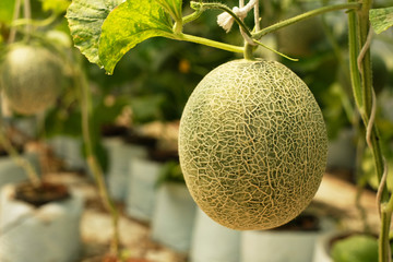 Wall Mural - Melon fruit hanging with stem on blur background 1