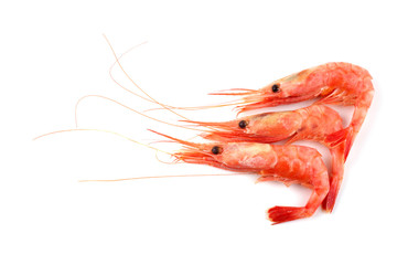 Poster - Shrimps isolated on white