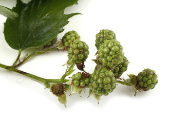 Canvas Print - Unripe blackberries cluster