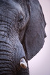 A beautiful vertical close up profile portrait of an elephant's eye, tusk and trunk taken after sunset in the Madikwe Game Reserve, South Africa.