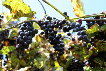 Wall Mural - Growing black grape. Wine variety