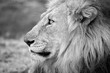 A beautiful black and white profile portrait of a male lion looking into the distance, taken at the Madikwe Game Reserve in South Africa.
