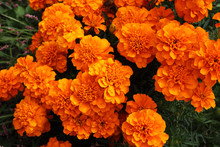 Marigold Flowers Background