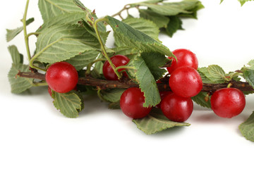 Sticker - Nanking cherry on branch