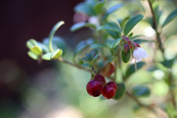 Wall Mural - Growing cowberry (bilberry, whortleberry)