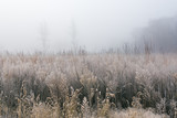 Fototapeta  - Frosted autumn tall grass prairie in fog, Fort Custer State Park, Michigan, US
