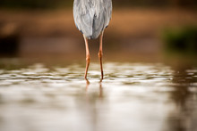 A Close Up Abstract Photograph Of The Legs Of A Grey Heron Standing In Water, From Behind, Taken In The Madikwe Game Reserve, South Africa.