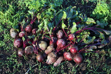 Poster - Beets harvest on field background