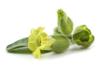 Poster - Tobacco flowers. Nicotiana rustica variety