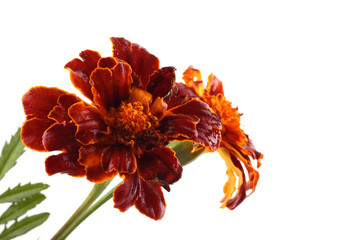 Poster - Growing marigolds isolated on white