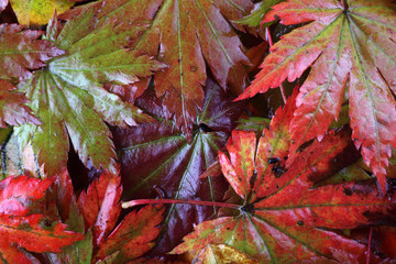 Sticker - Autumn maple leaves background